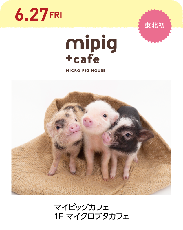 mipig cafè（マイピッグカフェ）